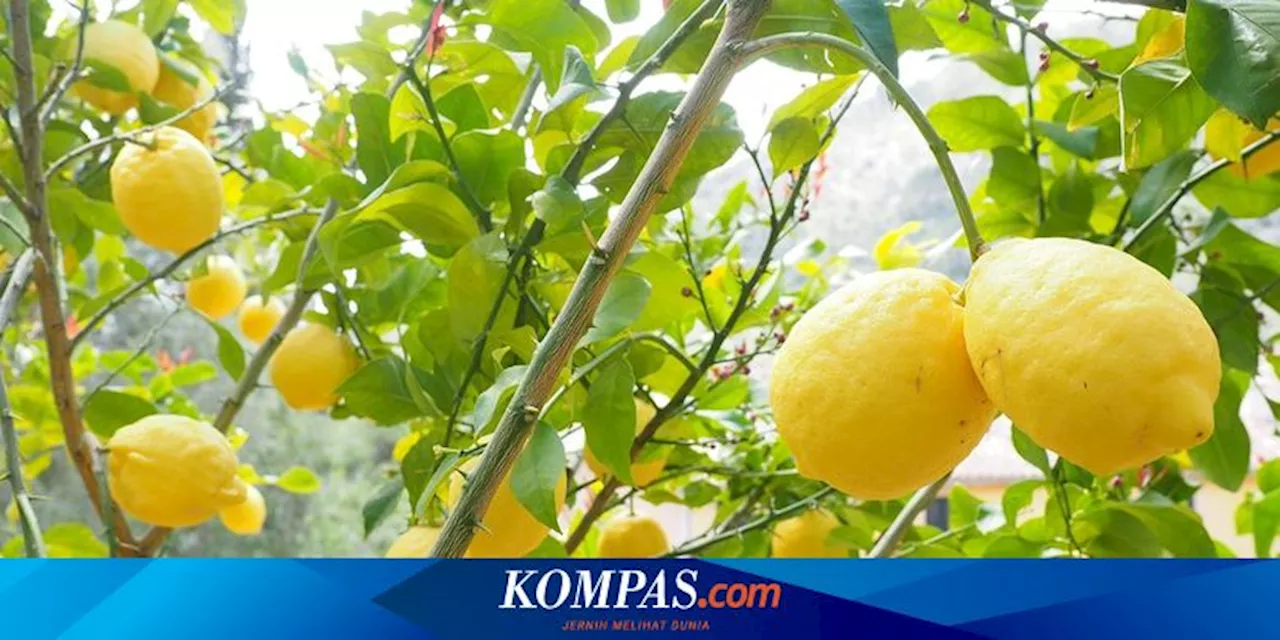 4 Tanaman Buah yang Tahan Kekeringan, Cocok Ditanam di Tempat Panas