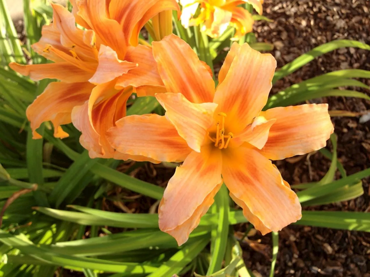 What a year-round bulb-blooming garden would look like in Southern California