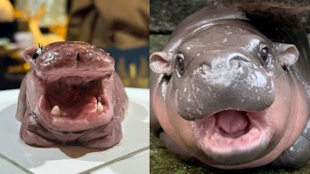 Is it cake? Would you take a bite of viral baby pygmy hippo Moo Deng's cuteness? (VIDEO)