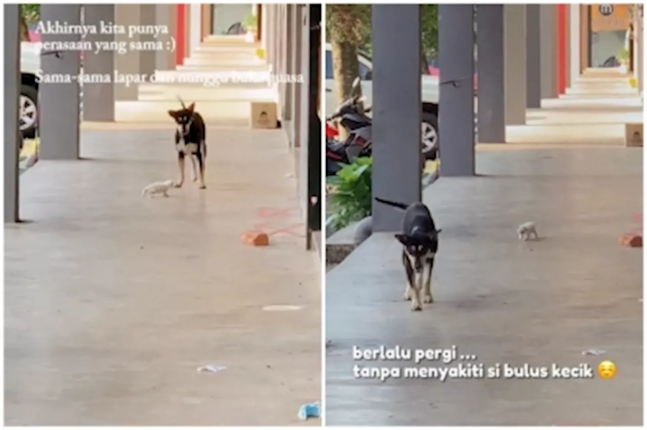 Malaysians online call for justice after Kuala Terengganu council shoots dead Kopi, the stray dog that went viral for playing with kitten (VIDEO)