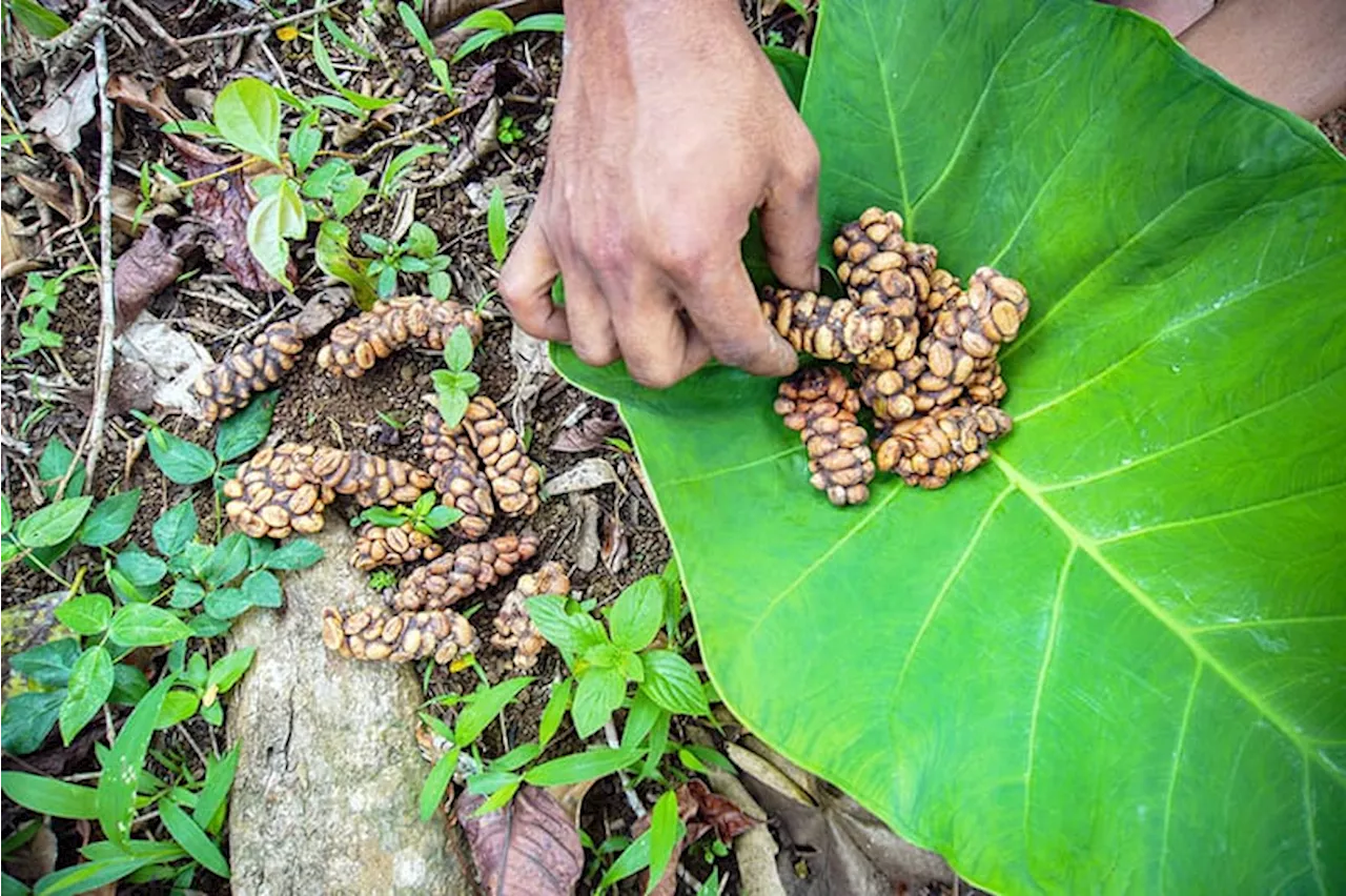 Biji Kopi Luwak Liar Lereng Gunung Semeru