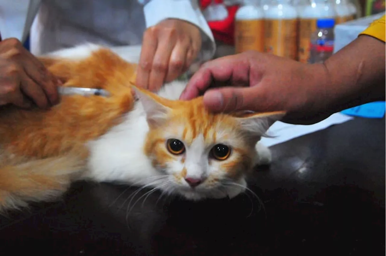 Steril dan Vaksin Rabies Untuk Kucing