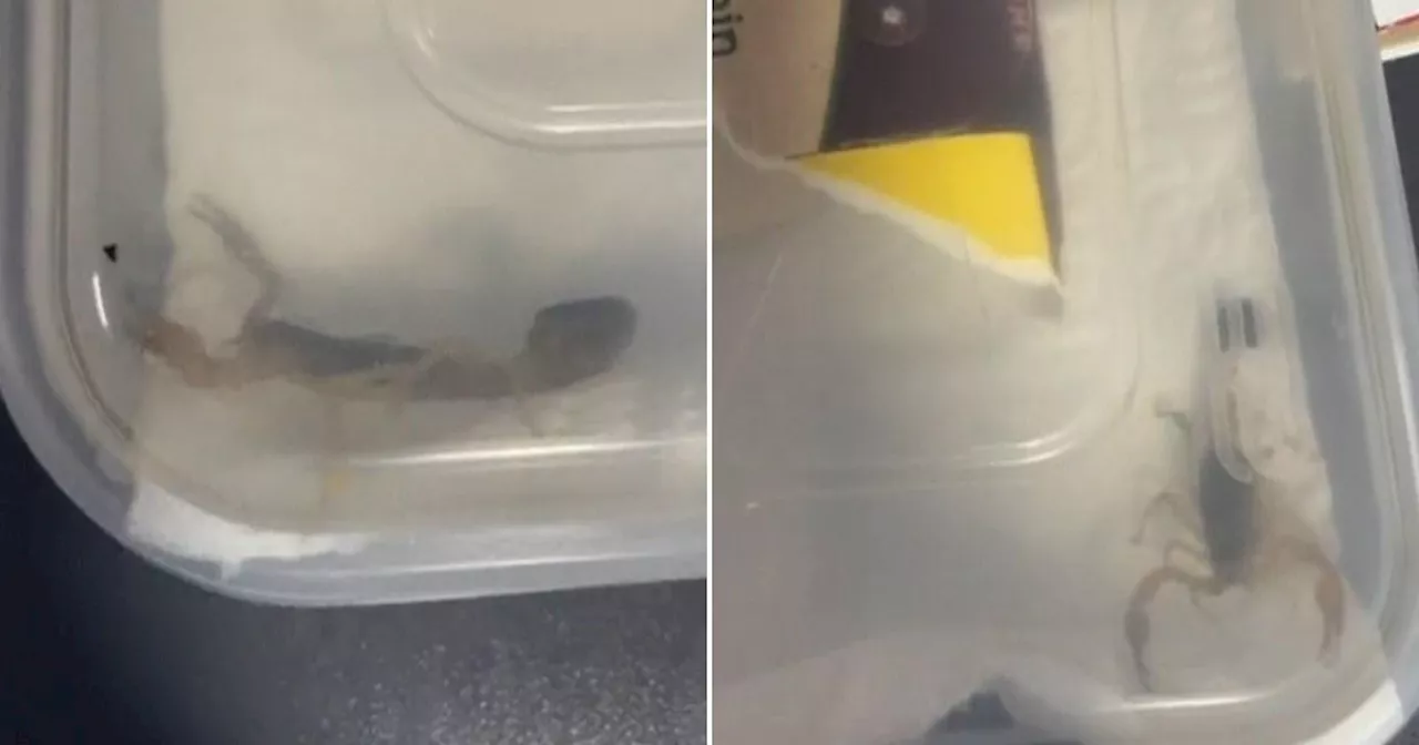 Student finds live scorpion in her online boot order