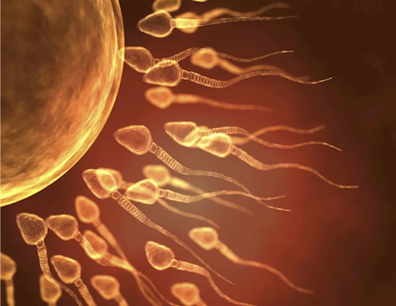 Understanding the impact of sperm DNA damage on IVF pregnancy risks