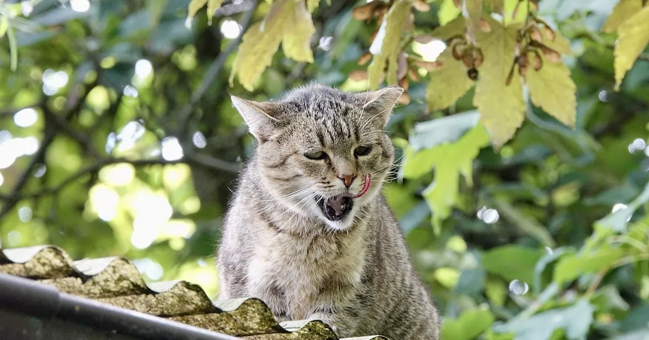 Nicht nur die Tiere leben gefährlich: Bielefelderinnen kämpfen gegen das Katzenelend