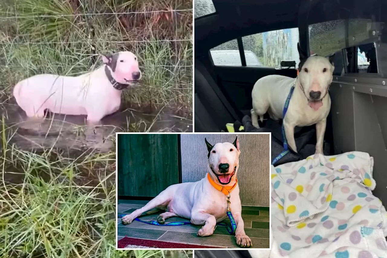 Florida dog cruelly tied to fence before Hurricane Milton landfall 'safe and sound' in foster care — and receives fitting name