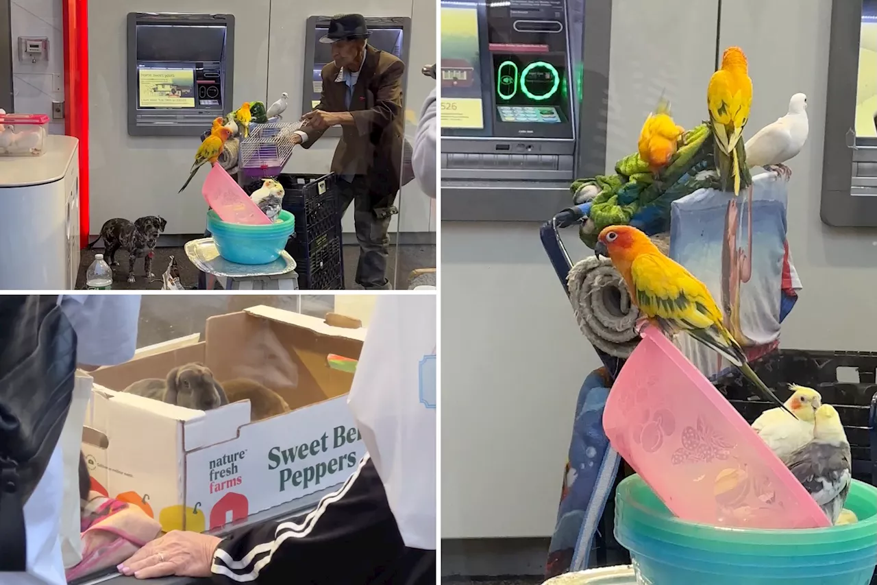 NYC Bank of America lobby taken over by man with makeshift petting zoo: wild video