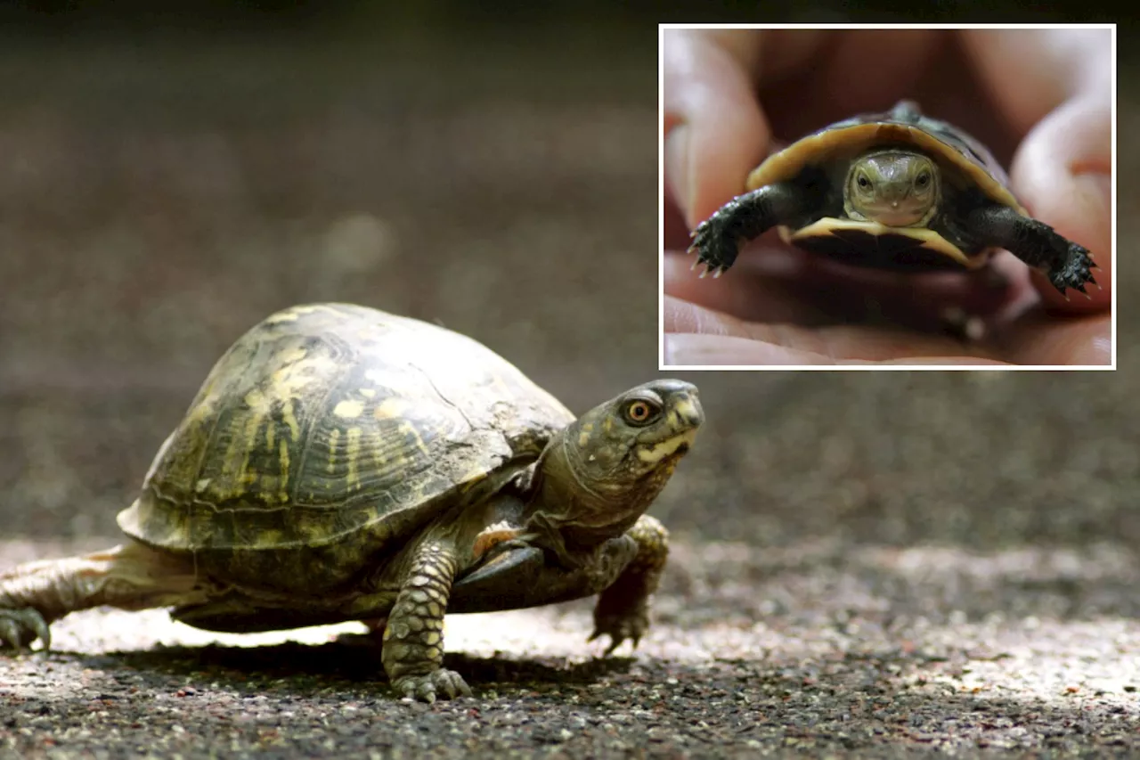 Woman caught trying to smuggle 29 turtles from US into Canada by kayak, faces 10 years in prison