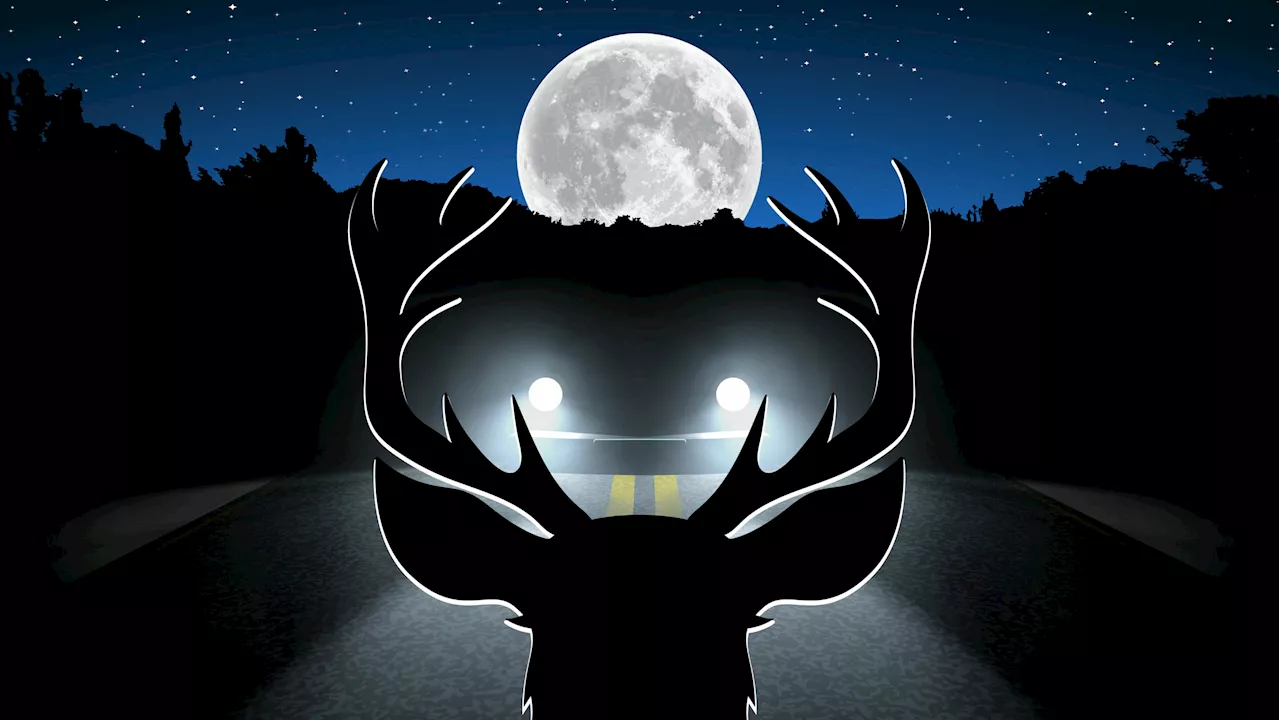 Full moon hazard: 50% rise in wildlife vehicle collisions during moonlit nights