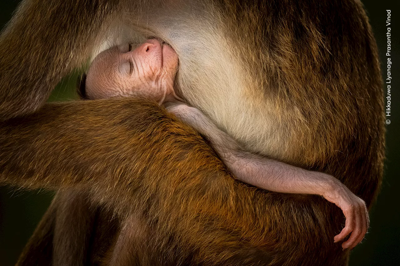 13 memorable and metal Wildlife Photographer of the Year winners