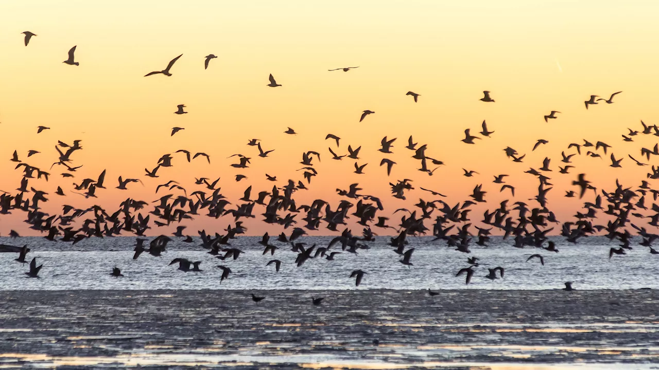 Migrating seabirds are bringing forever chemicals into the Arctic