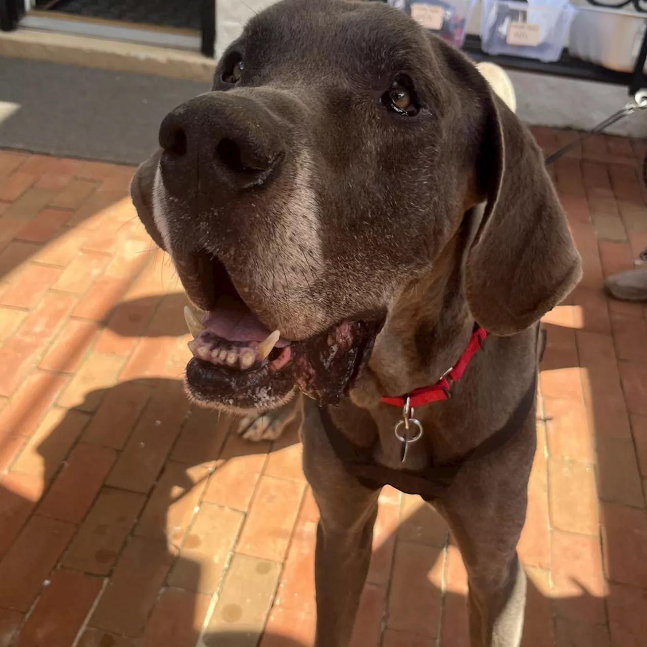 Meet Kaiser, The Majestic Great Dane Who Brings Tranquility