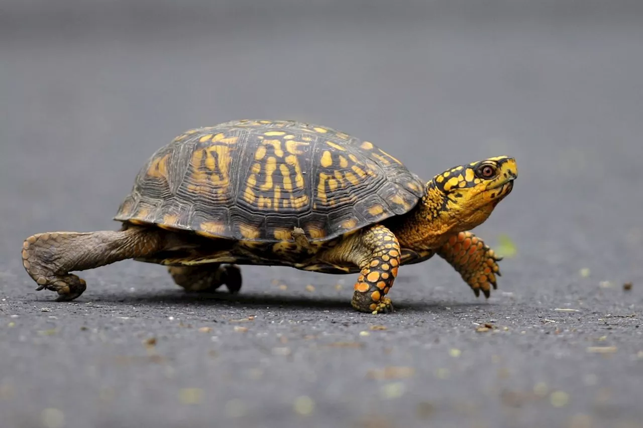 Woman Pleads Guilty To Smuggling Box Turtles From Vermont Into Canada