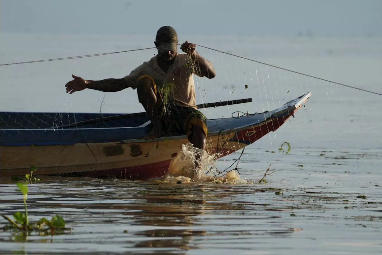 Cambodian fishermen turn to raising eels as Tonle Sap lake runs out of fish