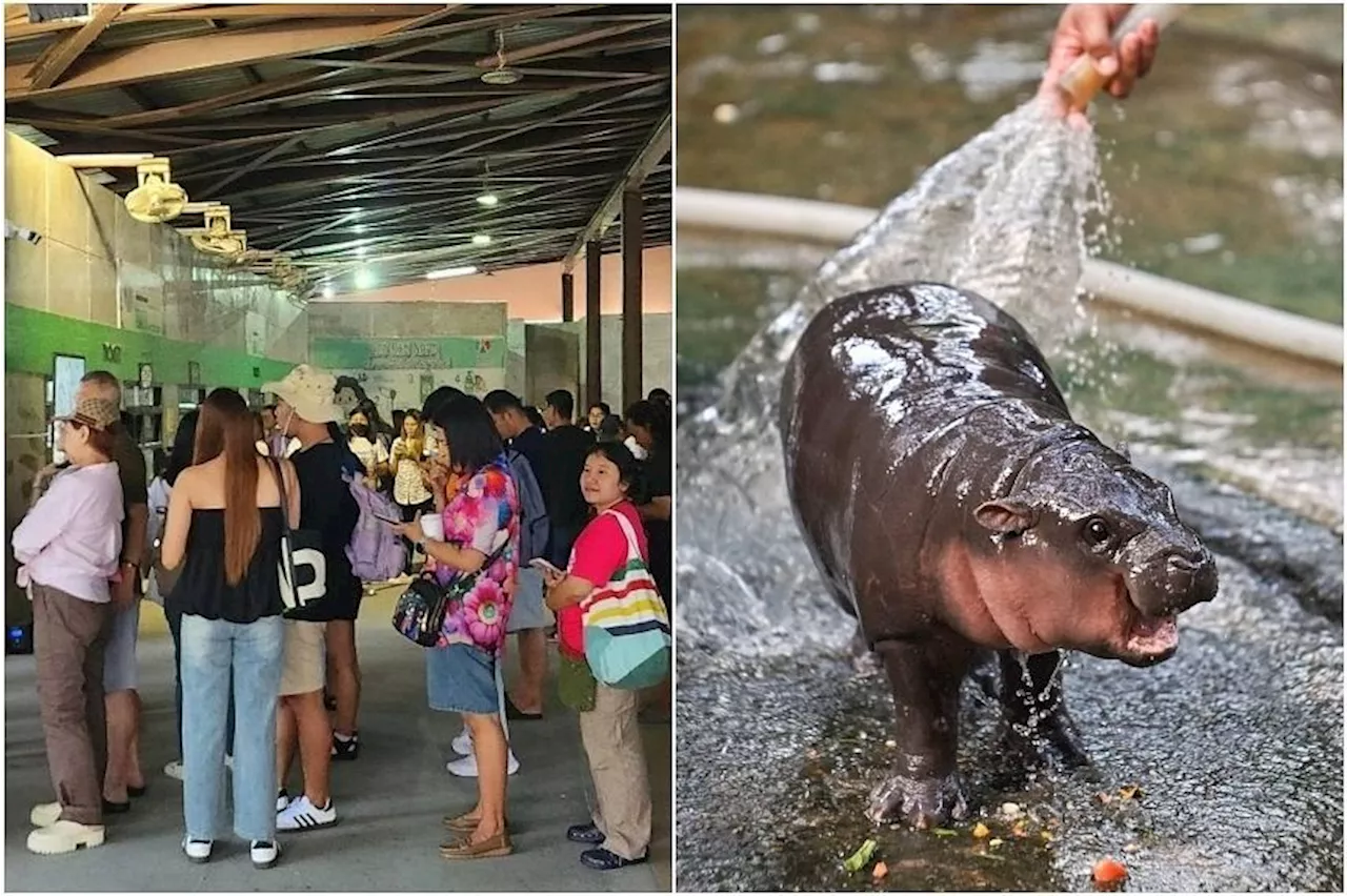 'Everybody loves little star' - Baby pygmy hippo Moo Deng causes traffic chaos at Thailand zoo