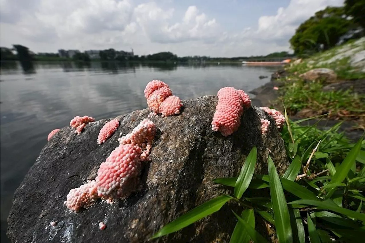 Pink snail eggs removed from Singapore's Lower Seletar Reservoir