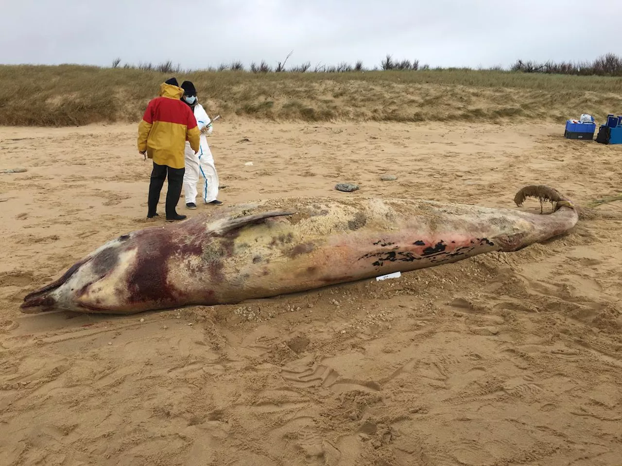 Ile de Ré : Ziphia, la baleine échouée en 2021, aurait été victime de sonars militaires