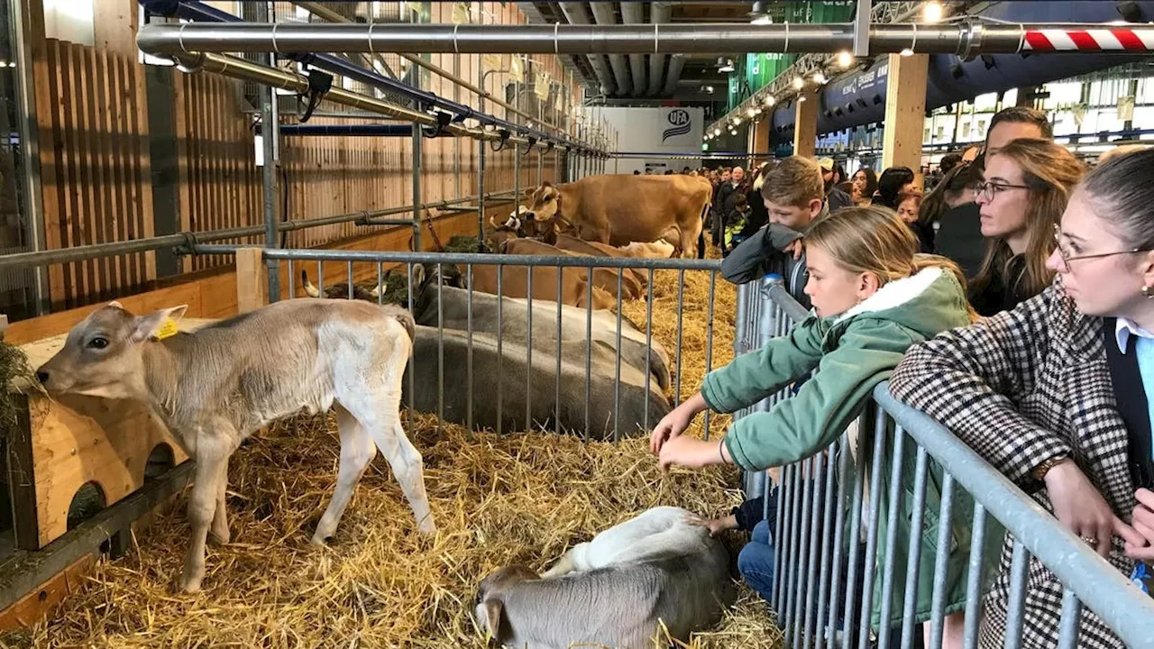 Grossansturm auf Olma und Jahrmarkt +++ Ein Rosakakadu ist zurück im Walter Zoo +++ Achtung, Radar! Nach der Olma wartet der Blitzer auf der A1