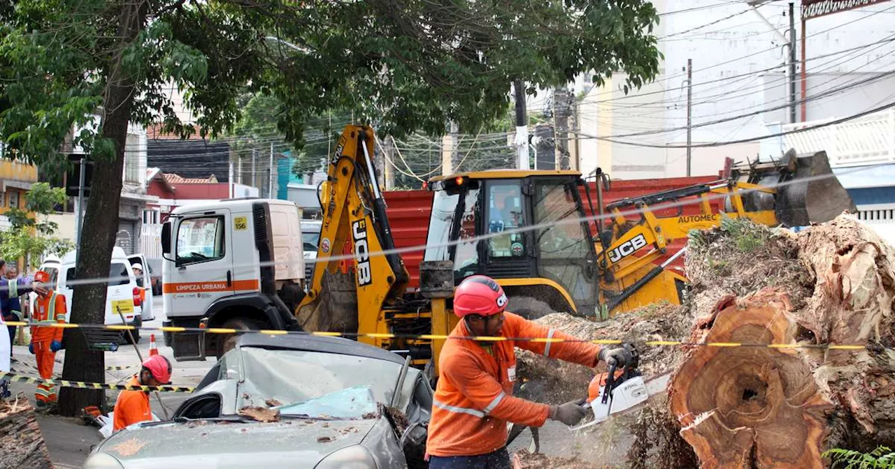 Tempestade em São Paulo causa mortes, quedas de árvores e apagão