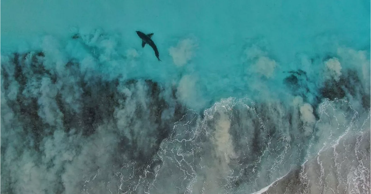 Whale carcass at WA beach attracts shark feeding frenzy