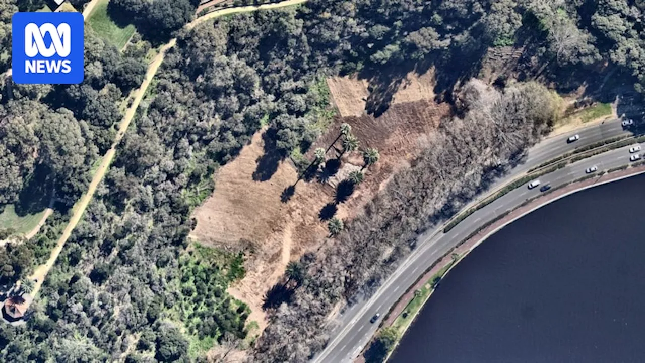 As the shot-hole borer continues to spread across Perth, calls grow for alternative method to cutting established trees