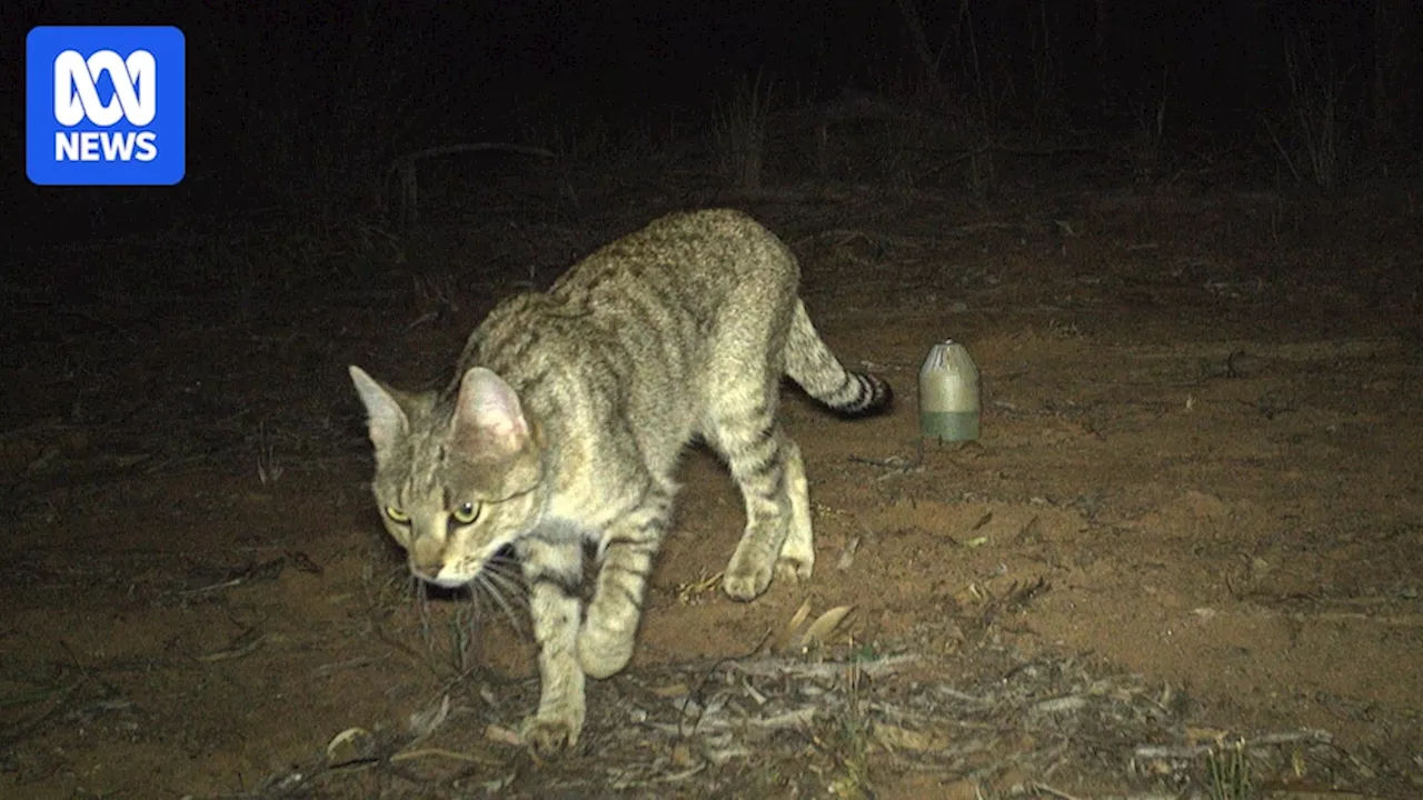 Feral cats to be culled by specialist ground shooting team in NSW national parks