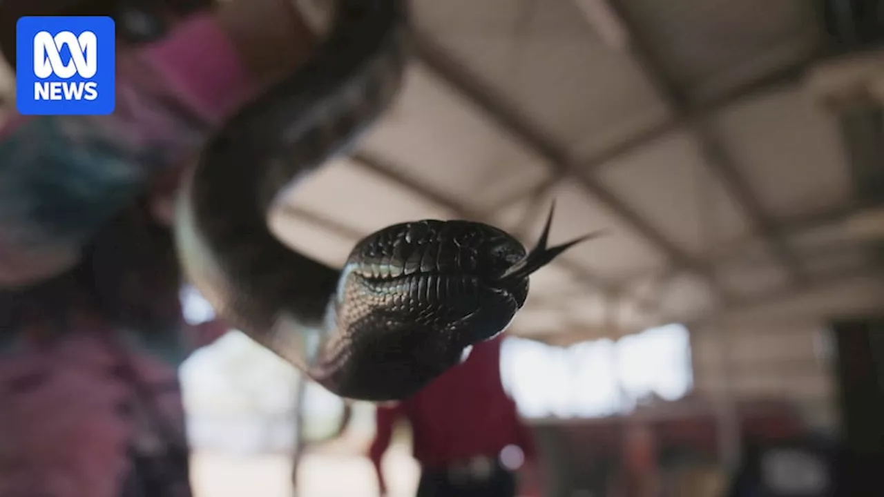 First NT TAFE course in snake catching aims to protect people and reptiles