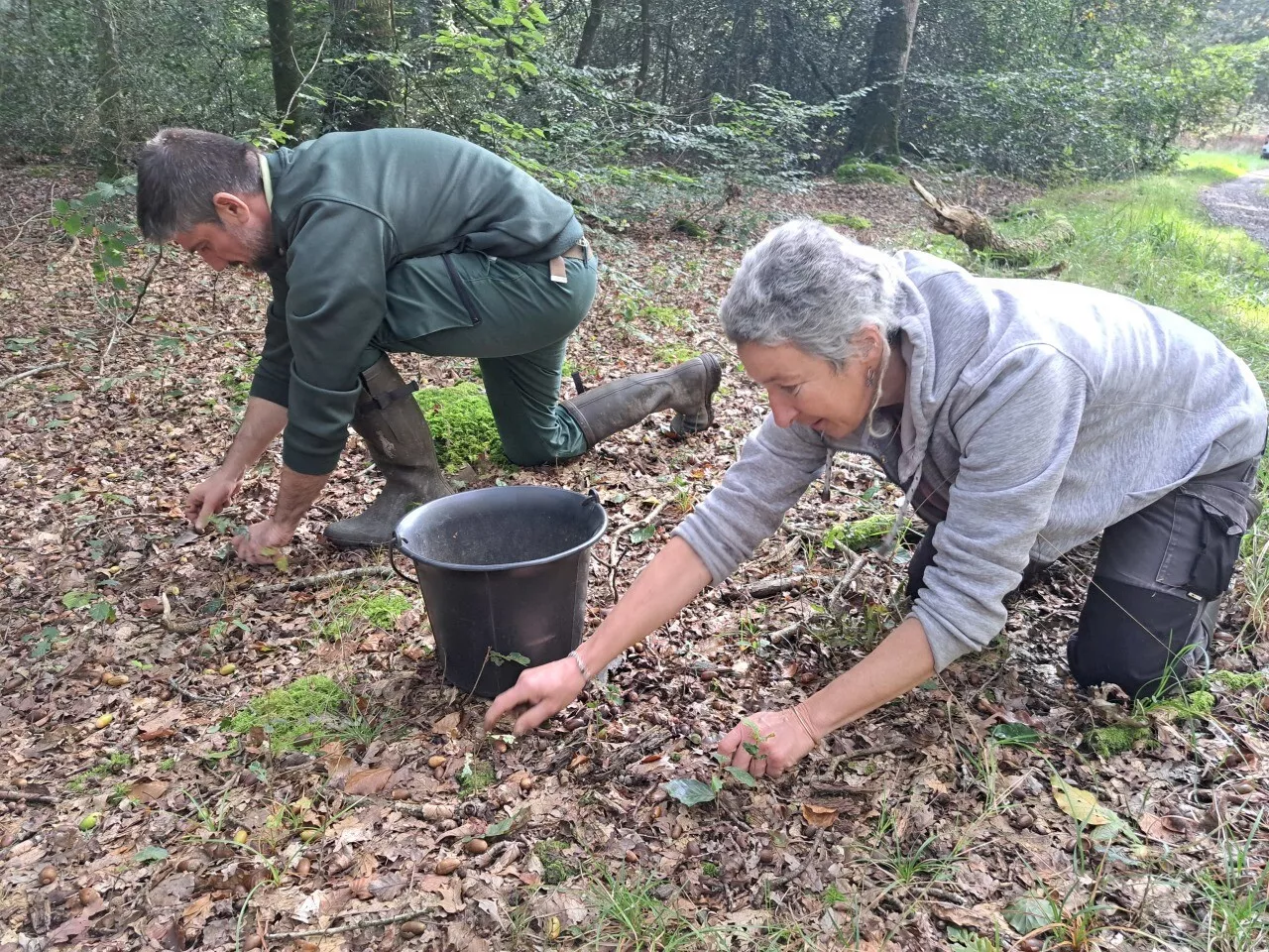 Pourquoi ramassent-ils des glands par dizaines de milliers dans cette forêt d'Ille-et-Vilaine ?