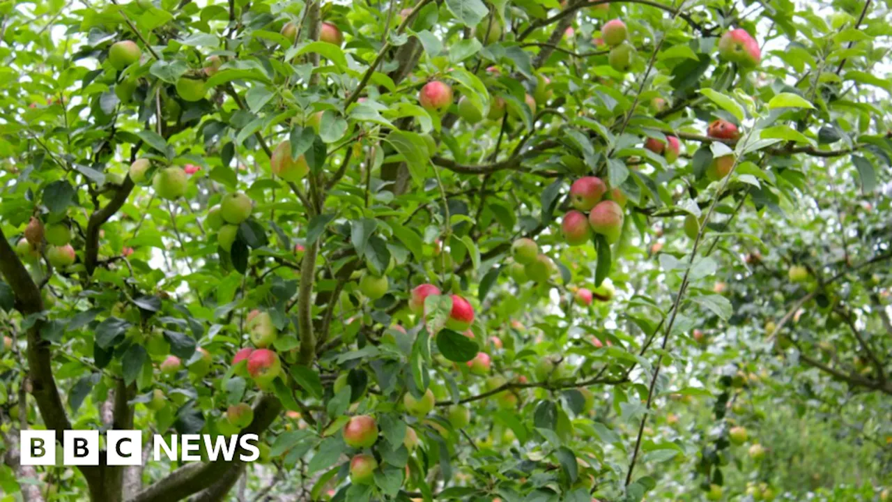 Free Trees Offered To Boost Biodiversity In West Midlands