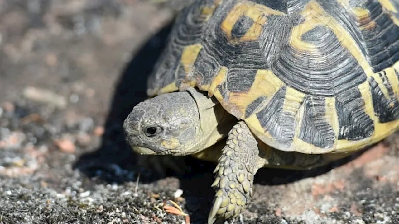 États-Unis: une femme tente de faire passer 29 tortues protégées vers le Canada en kayak