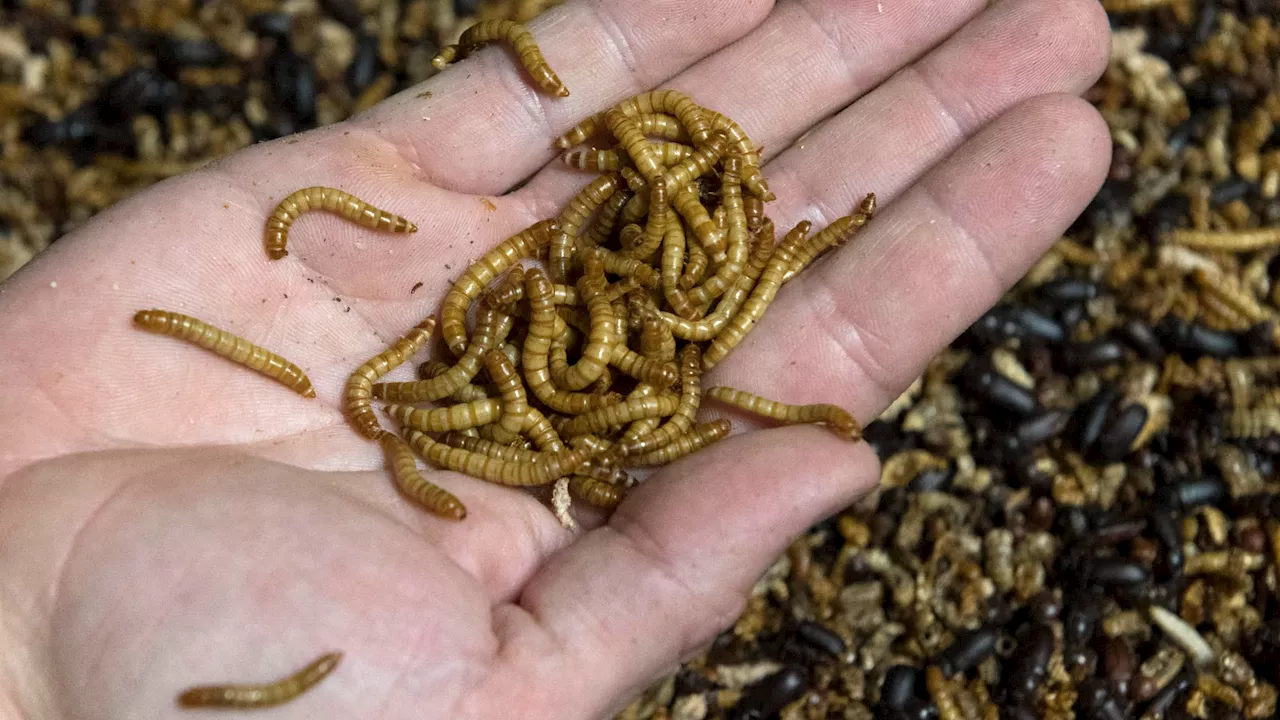 Moins de viande, nouvelles protéines, insectes: que mangerons-nous en 2050?