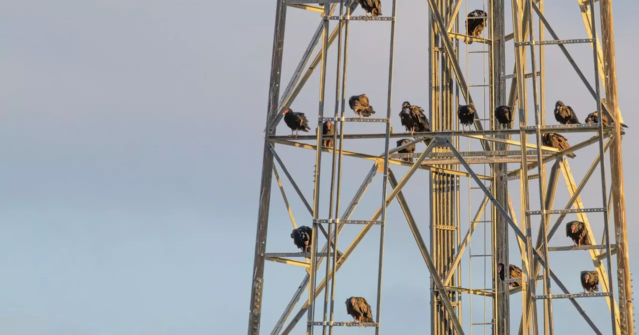 Here's why swarms of giant birds are being seen in Ontario skies right now