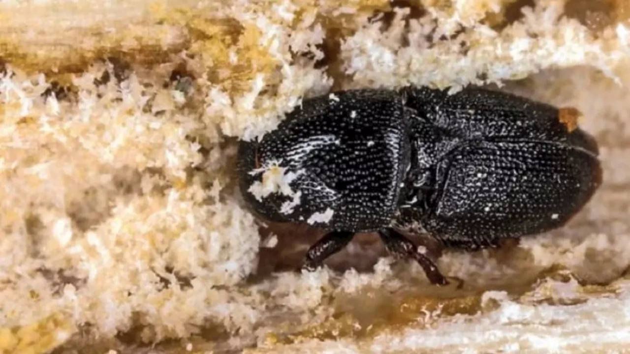 City of Cape Town continues fight against PSHB beetle infestations