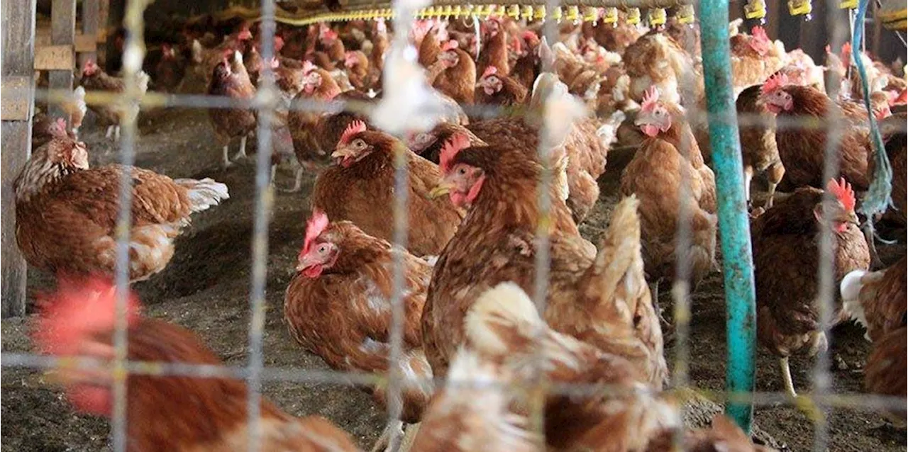 Outraged Over False Claims of Pet Eating? Consider the True Horrors of Factory Farms