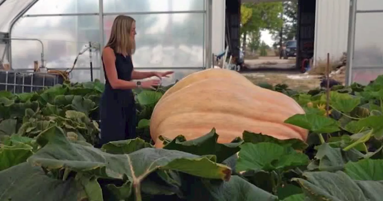 Hey, gourd looking! Aurora firefighter grows record-breaking pumpkin ... again!