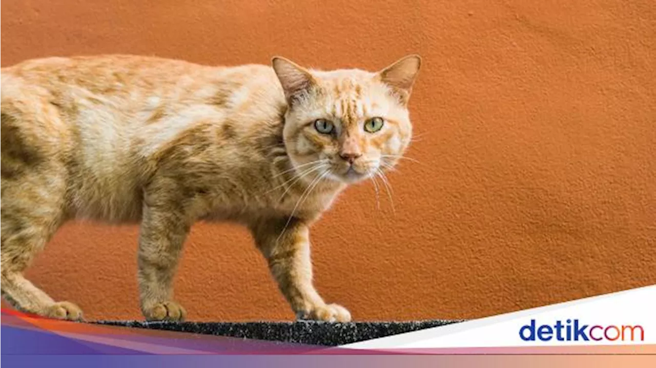 Apa yang Membuat Kucing Oyen Ramah dan Banyak Tingkah?