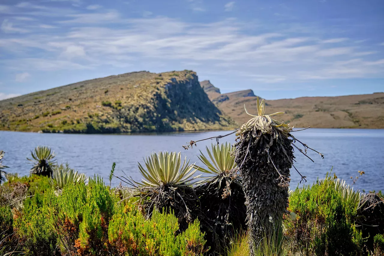 Bogotá Mostrará Su Riqueza Biodiversa En La COP16, Que Congrega Al ...