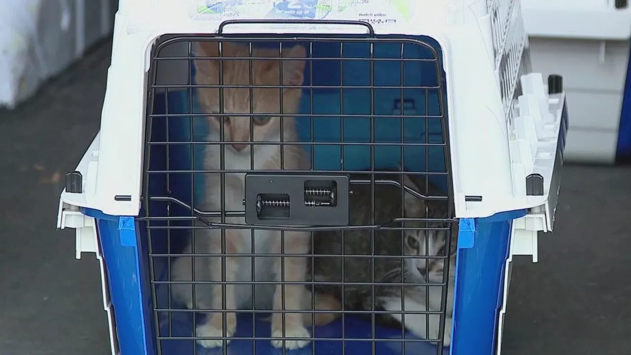 Hurricane Milton: Nearly 100 dogs, cats arrive from storm-ravaged Florida seeking forever homes