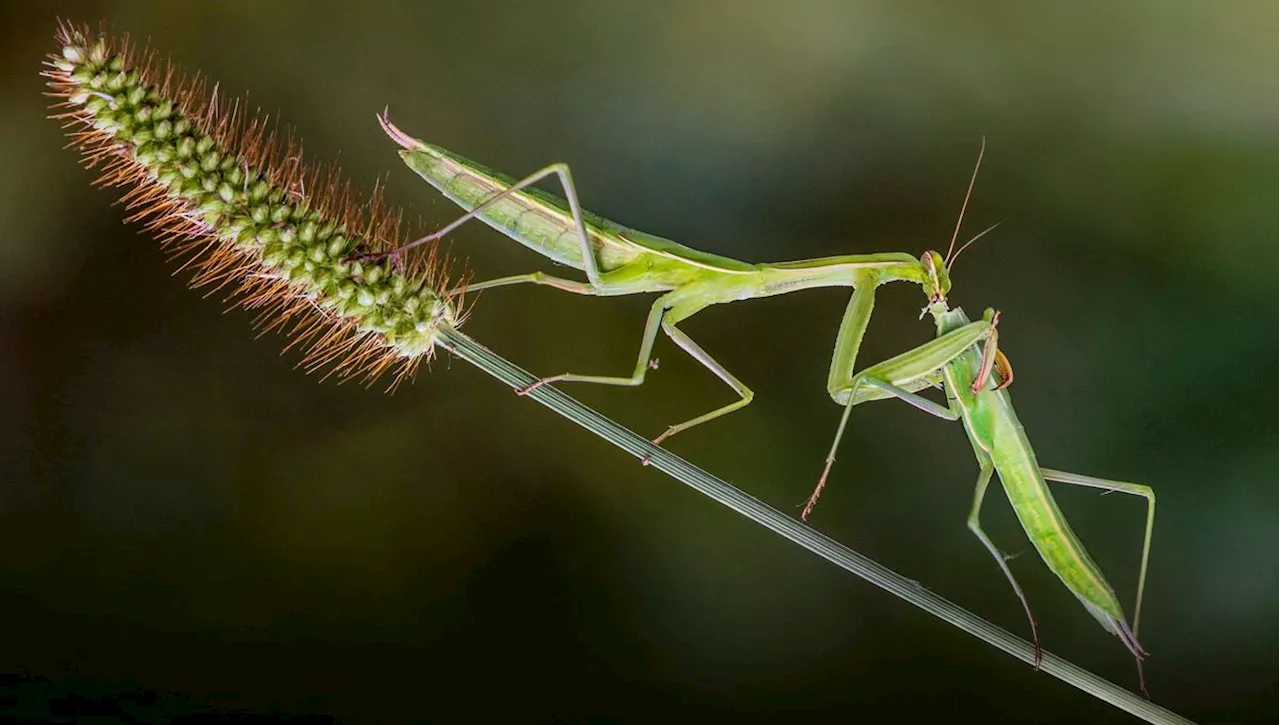 Pourquoi chez certains insectes, les femelles mangent-elles les mâles ?