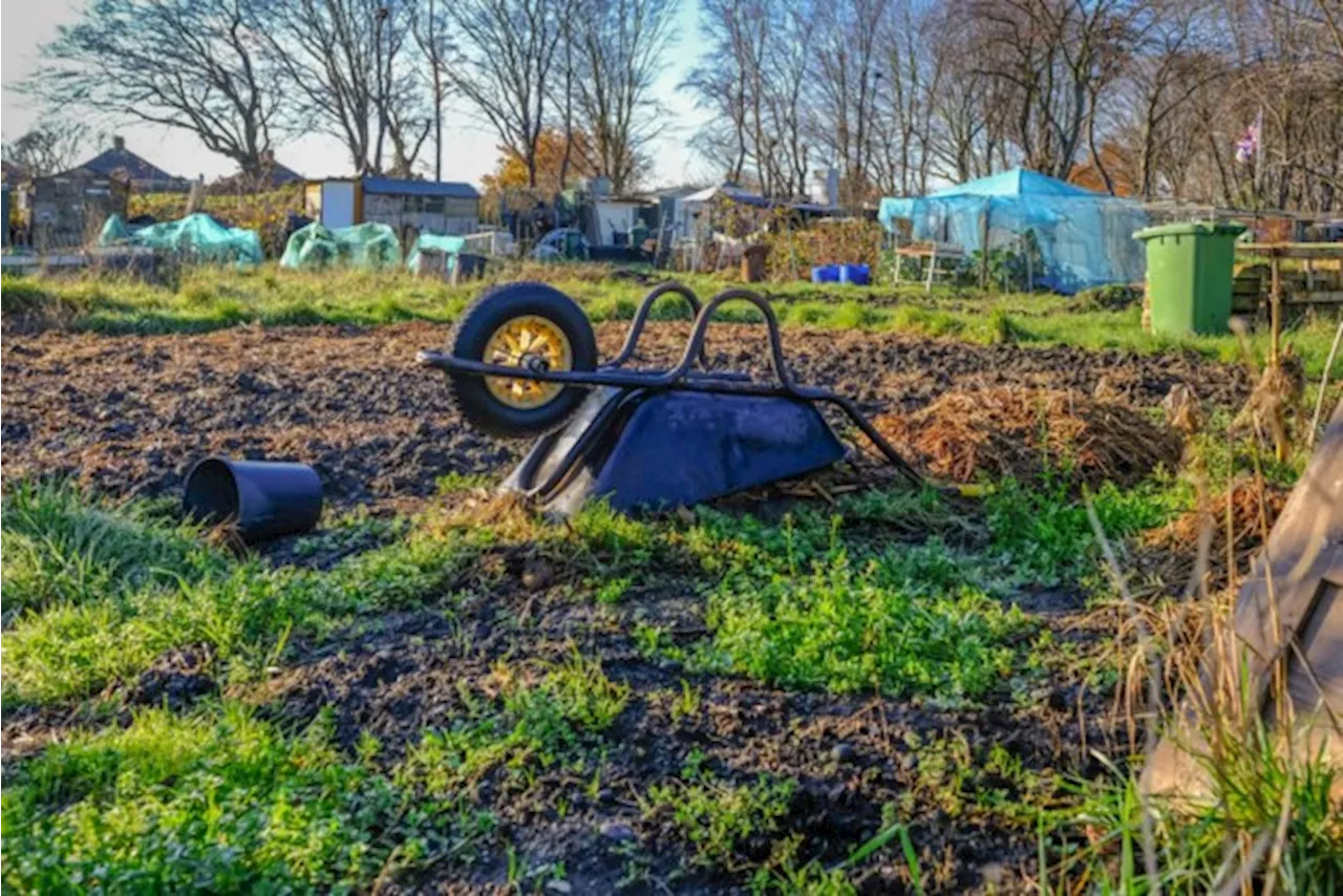 Zo maak je je moestuin klaar voor de winter: “Gooi onkruid niet op de composthoop”