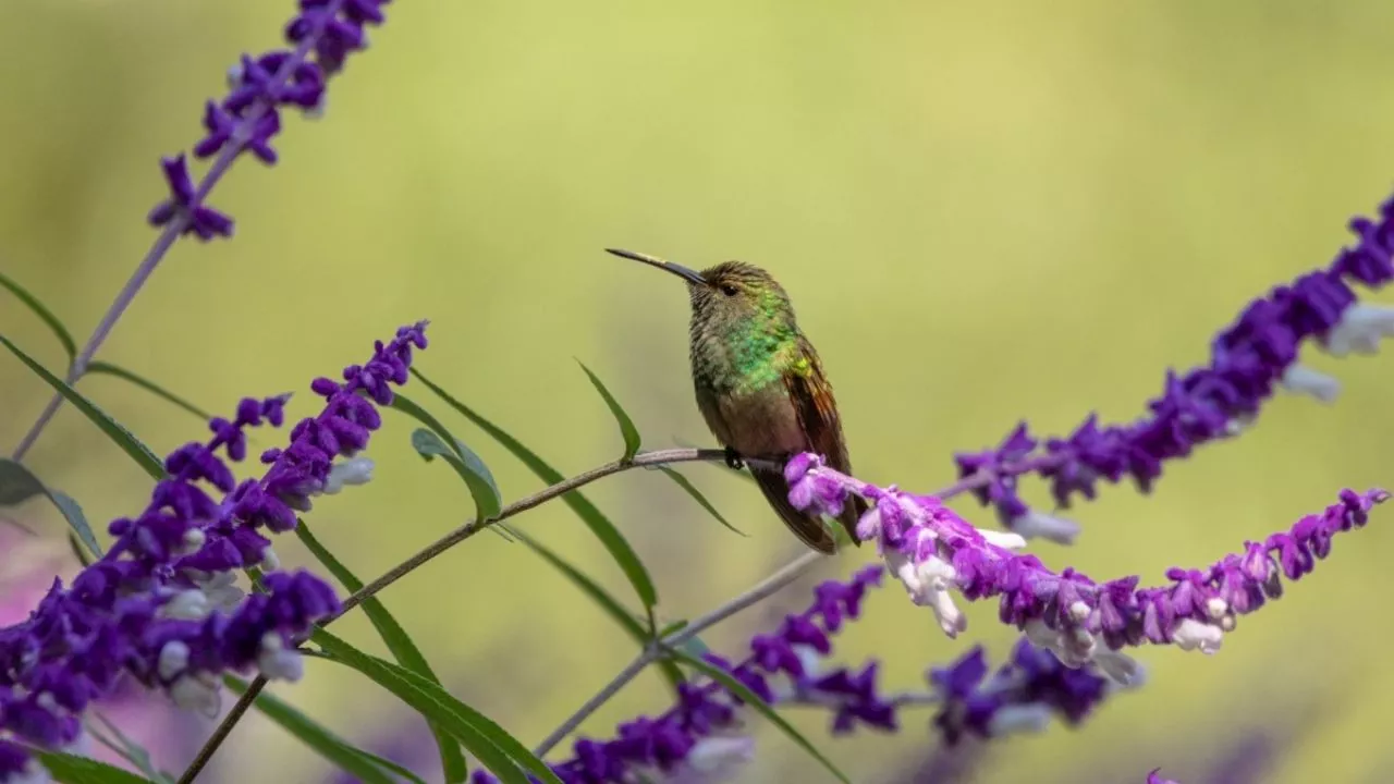 Este es el significado de que un colibrí visite tu casa, según la inteligencia artificial