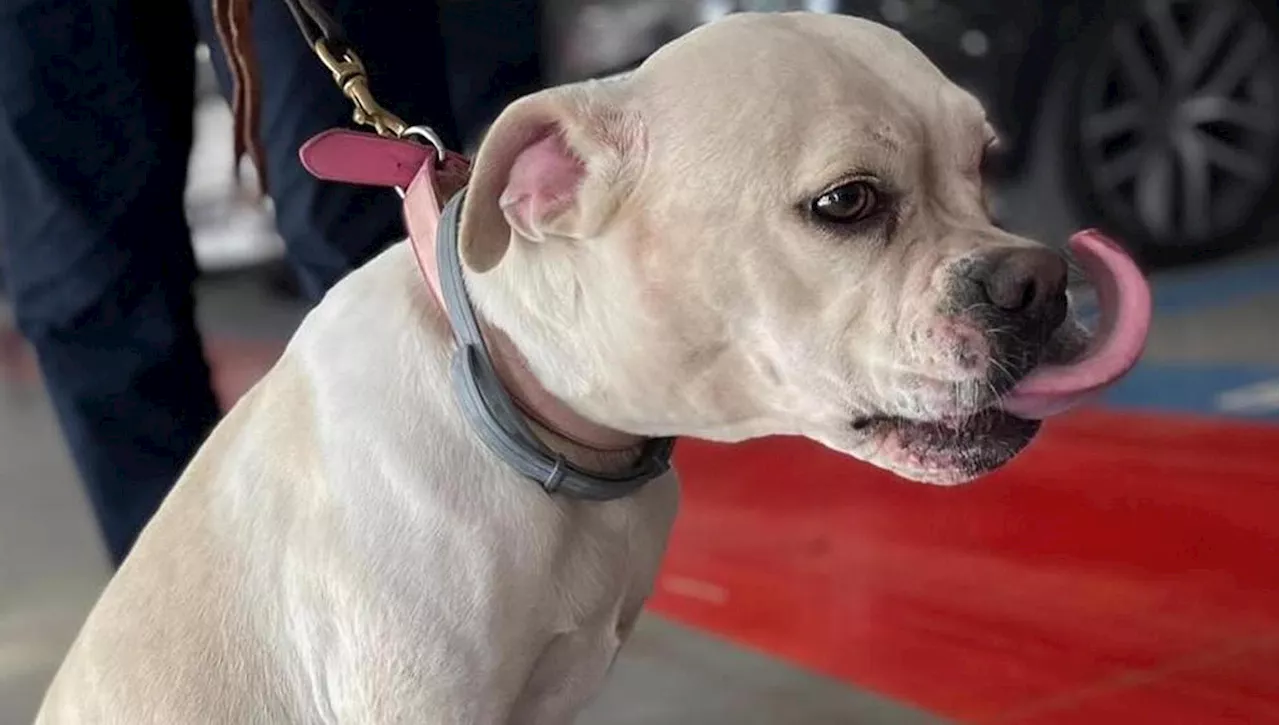 Cane abbandonato all'aeroporto di Bari: Luna trova rifugio nello staff