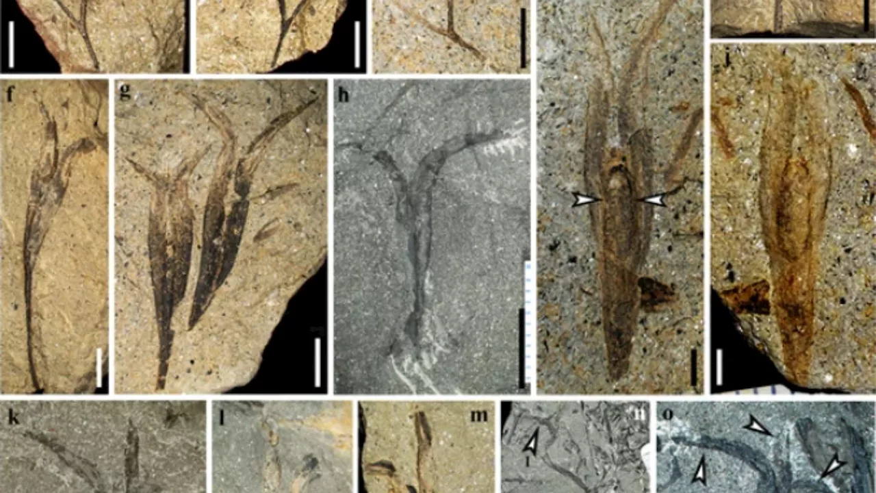 360 million-year-old winged seed found, sheds light on wind dispersal in plants