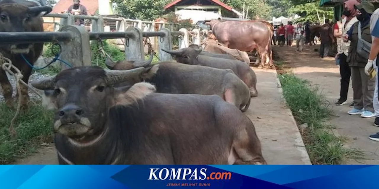 Kenapa Disebut 'Kumpul Kebo', Apa Artinya dan Bagaimana Asal-usulnya?