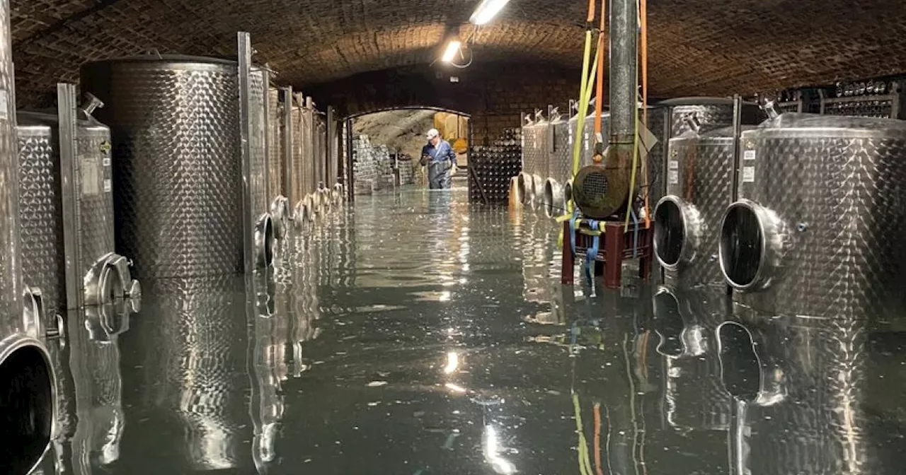 Wachauer Wein im Hochwasser: Vergoren in der Flut