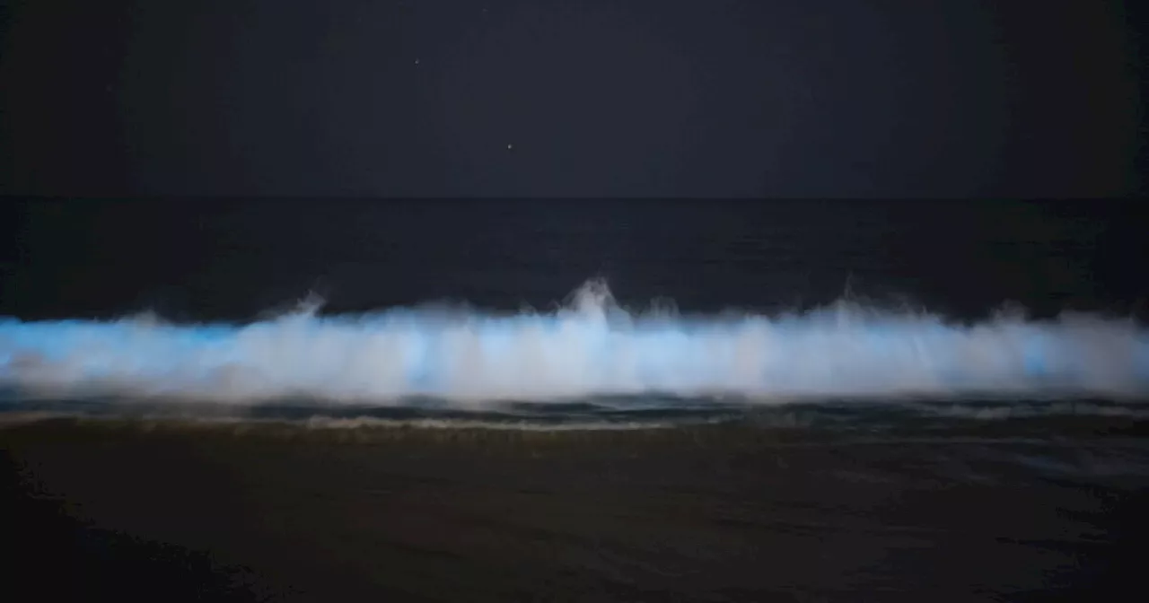 Bioluminescent waves are back along the Southern California coast