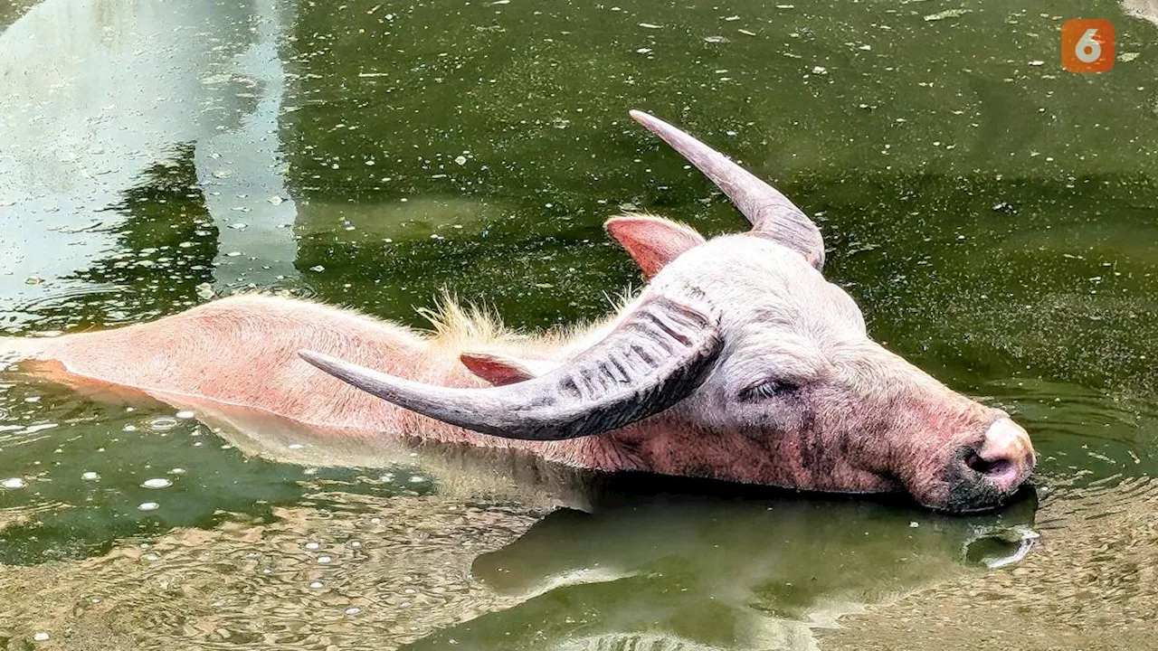 Jadi Maskot Peparnas 2024, Kebo Bule Kyai Slamet Bukan Hewan Biasa