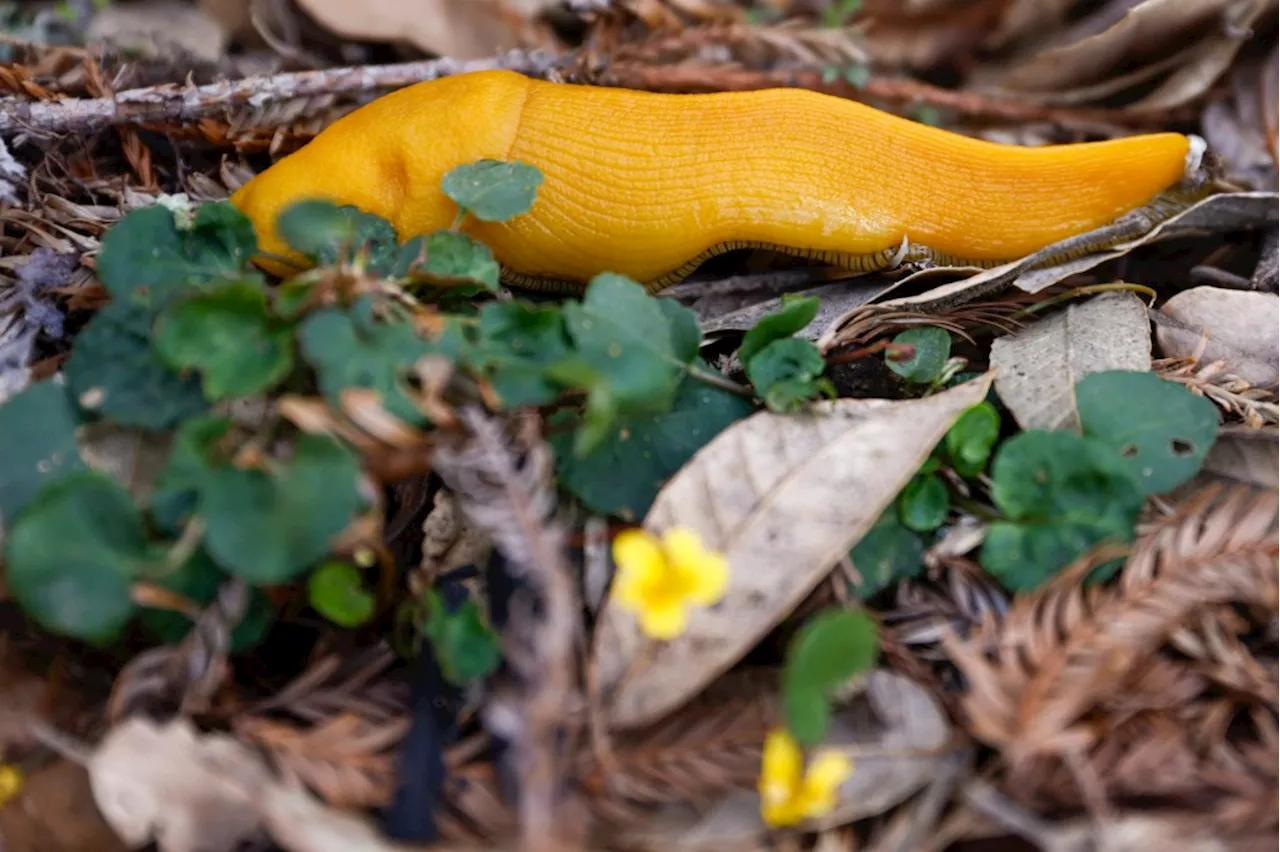 The beloved banana slug becomes California’s official state slug