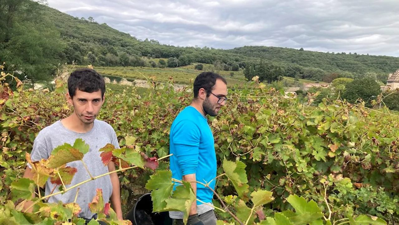 Un millésime prometteur pour ce vignoble gardois cultivé par des travailleurs en situation de handicap