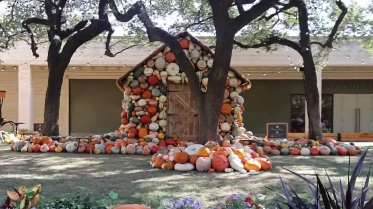 Pumpkin patch with a purpose at NorthPark Center